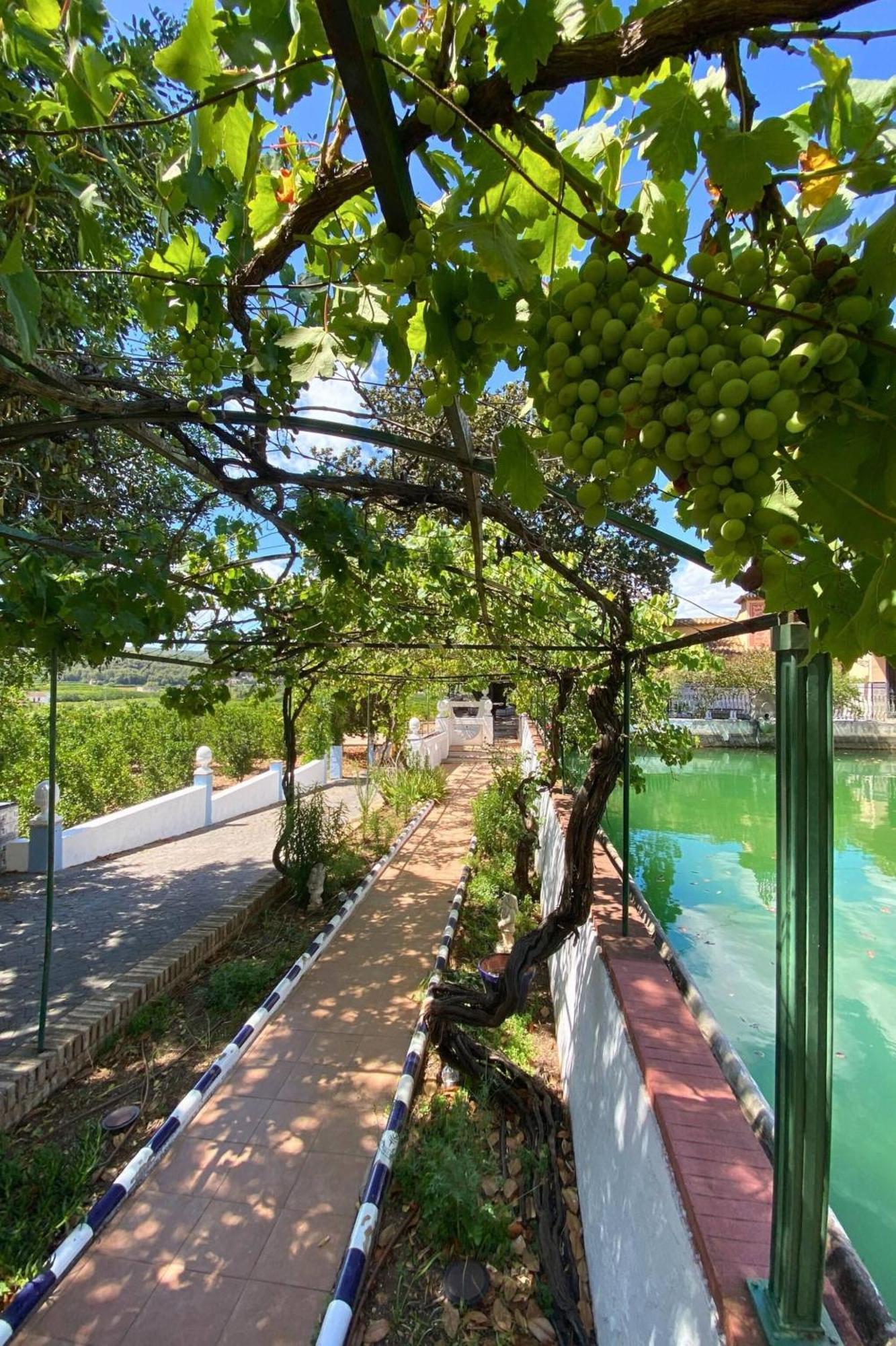 Casa Magnolia, A Rural Paradise House With Pool AlziraAlzira  Kültér fotó